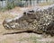 Alligator resting on bank with lots of teeth