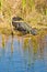 Alligator resting at the edge of a tropical lake in the everglades national park