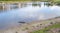 Alligator resting in a golf pond