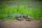 Alligator resting upon grass near pond