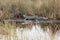 Alligator resting in the marshland