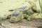 Alligator resting on shore, covered with duckweed plants