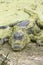 Alligator resting on shore, covered with duckweed plants