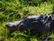 Alligator resting in the sun on a grass field