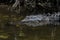 Alligator Resting in the Water, Sleeping, Big Cypress National P