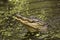 Alligator rising out of the water of a swamp, Florida.