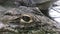 Alligator's eye. Close-up of a live alligator's eye. crocodile, caiman