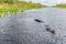 Alligator seen from airboat in Everglades national park, Florida, United States of America