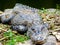 Alligator sinensis lying on a rock