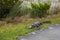 An alligator sleeping in the grass, Everglades National Park