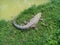 An alligator sleepning on green grass beside water