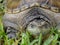 Alligator Snapping Turtle