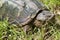 Alligator Snapping Turtle - Macrochelys temminckii