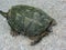 Alligator Snapping Turtle - Macrochelys temminckii