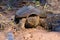 Alligator snapping turtle in mud