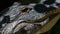 Alligator Staring, Big Cypress National Preserve, Florida