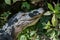 Alligator Staring, Big Cypress National Preserve, Florida