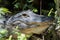 Alligator Staring, Big Cypress National Preserve, Florida