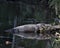 Alligator Stock Photo.  Alligator resting on a log by the water with a reflection exposing its body, teeth, head, tail, feet, in