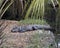 Alligator Stock Photos.  Alligator close-up profile view resting by the water displaying body, head, tail, feet, and enjoying its