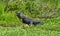 Alligator sunbathing at Lake Apopka