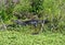 Alligator sunbathing at Lake Apopka