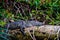 Alligator sunning in Belize Jumgle