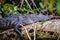 Alligator sunning himself in the jungle of Belize