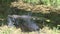 Alligator swimming in dark green water of a swamp in the everglades