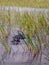 Alligator Swimming in the Everglades National Park