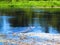 Alligator swimming through floating aquatic vegetation