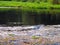 Alligator swimming through floating aquatic vegetation