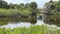 An alligator swimming in a grassy Florida swamp sunning itself on a sunny day