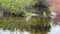 An alligator swimming in a grassy Florida swamp sunning itself on a sunny day