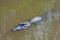 Alligator swimming in the Louisiana Bayou