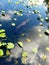 An alligator swims in clear water