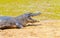 Alligator taking a sunbath on a sandbank on the margins of a riv