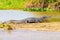 Alligator taking a sunbath on a sandbank on the margins of a riv