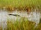 Alligator tour in everglades national park