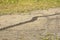Alligator trail left in the mud at Orlando Wetlands Park.