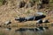 An Alligator and Turtles Resting Along a Lake