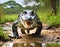 Alligator walking towards camera