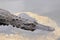 Alligator In Water In Everglades Of Florida