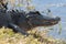 Alligator at waters edge