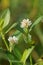 Alligator weed (Alternanthera philoxeroides) with a background. The exotic tropical grass with a special aroma