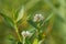 Alligator weed (Alternanthera philoxeroides) with a background. The exotic tropical grass with a special aroma