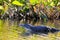 Alligator in Wetland