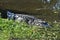 Alligator in the wetlands showing whole body