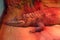 Alligator in zoo indoors, resting under infrared heating lamp