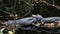 Alligators (Alligator Mississippiensis) Resting, Big Cypress, Florida